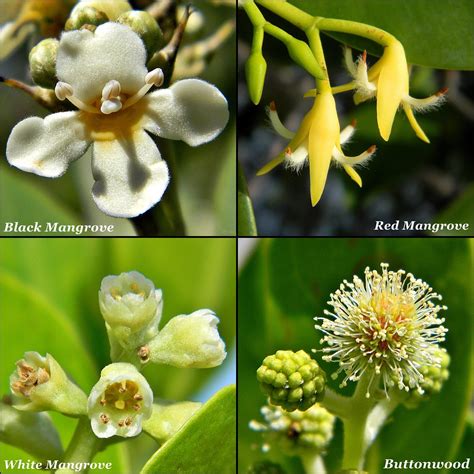 Local Mangrove Tree Blossoms | Here is an updated version of… | Flickr