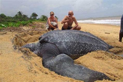 La tortuga marina más grande del mundo emerge del mar y es asombrosa