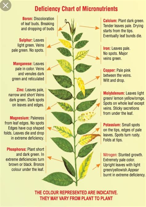 plant symptoms of nutrient deficiency - Google Search Hydroponic Gardening, Organic Gardening ...