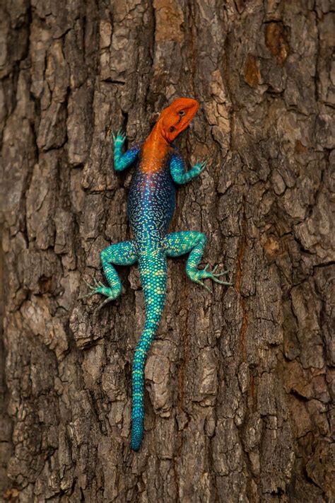 Agama Lizard | Cute reptiles, Colorful lizards, Animals