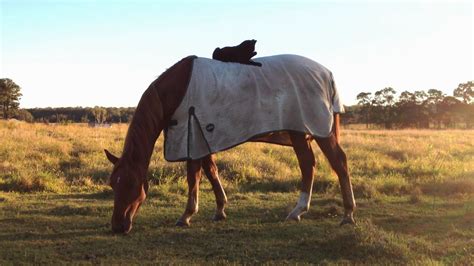 A Horseback Riding Cat - All Cats Connected