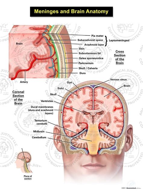 Meninges of the Brain - Adult - No Text