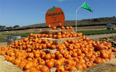 Tanaka Farms U-Pick Tours Irvine Family-Friendly Day Trip