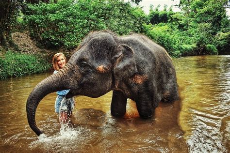 Kuala Gandah Elephant Sanctuary - All You Need to Know BEFORE You Go (2024)