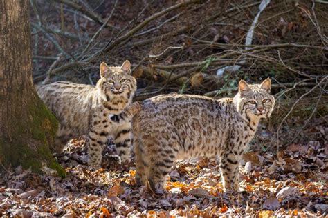 Bobcat brothers relocate to official habitat - Bays Mountain Park and ...