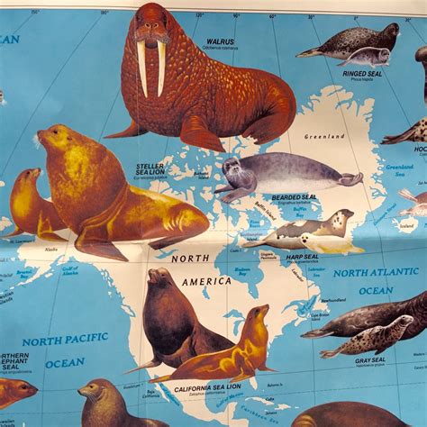 Vintage Map National Geographic Pinnipeds Around the World