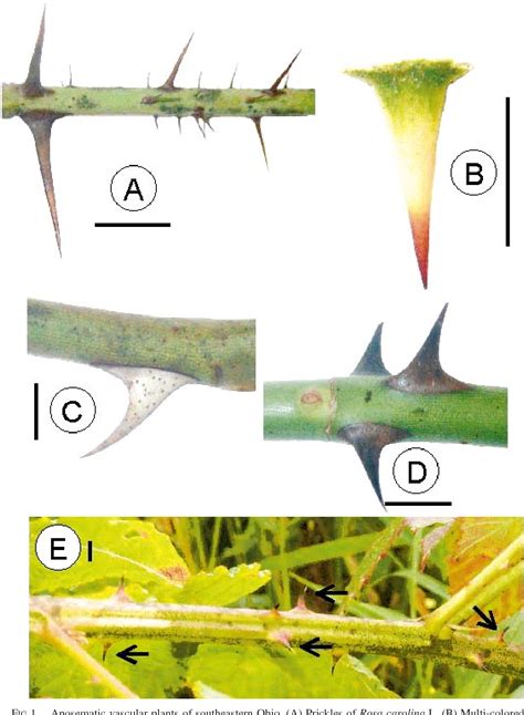 Figure 1 from Presence of aposematic (warning) coloration in vascular ...