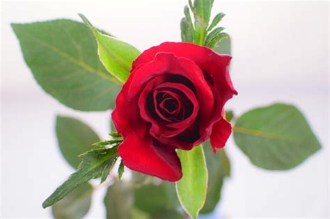 Ever Red Rose - The Best Globally Available Red Rose