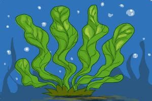 15+ How To Draw Seaweed - GhaziMaxine