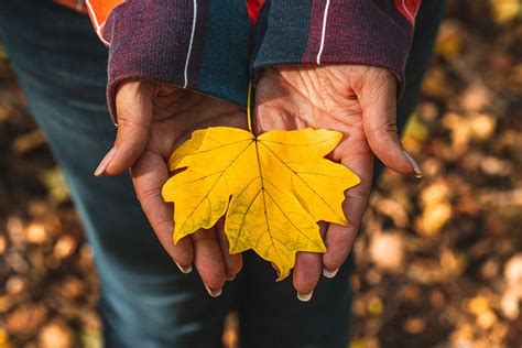 Dry maple leaf in the hands of a woman as a symbol of the onset of autumn (Flip 2019) - Creative ...
