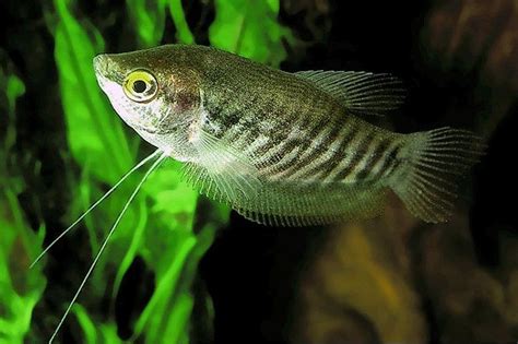 Ikan Sepat Siam, Inilah Penjelasan Lengkapnya - Ikan Hias Air Tawar Laut dan Aquarium