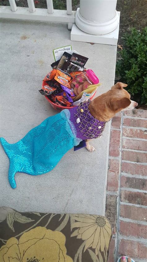 Mermaid dog costume Mermaid Halloween dog costume