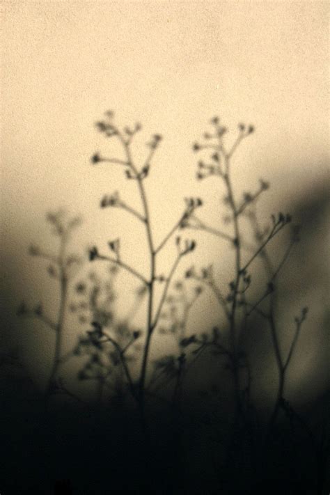 Shadow - Plant Free Photo Download | FreeImages