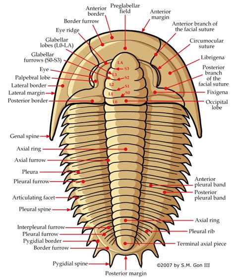 Trilobite morphology | Trilobite fossil, Fossils, Trilobite