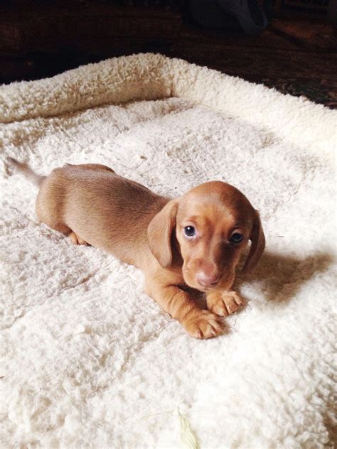 Miniature Dachshund Puppy #DachshundPups | Dachshund puppies, Dachshund puppy miniature, Puppies