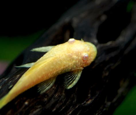 Albino Bristlenose Pleco (Ancistrus dolichopterus) - Aquatic Arts