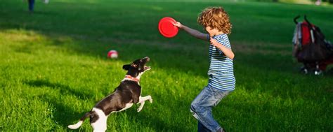 Get the best Frisbee dogs and discs near you