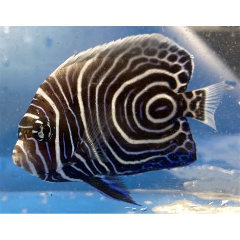 Salty Underground: Emperor Angelfish Juvenile Pomacanthus imperator