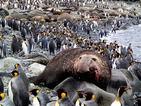 Happy birthday elephant seals! 15 October - median pupping date — Marion Island Marine Mammal ...