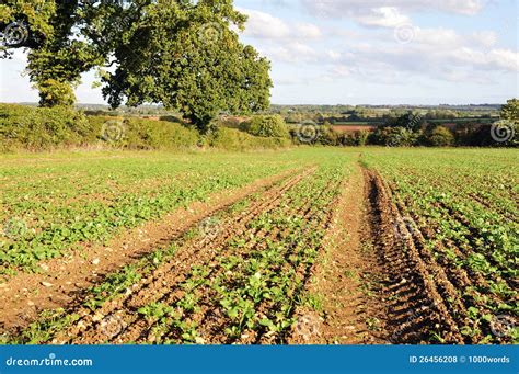 Farmland Crops stock photo. Image of beauty, dirt, cloudy - 26456208