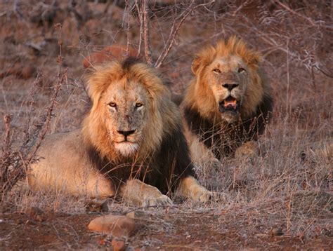 African Hunting Association Angers Many With Reversal on Captive-Bred Lion Hunting - Sporting ...