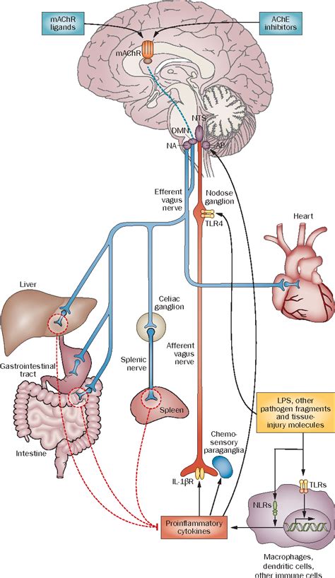 The vagus nerve and the inflammatory reflex—linking immunity and metabolism - Semantic Scholar