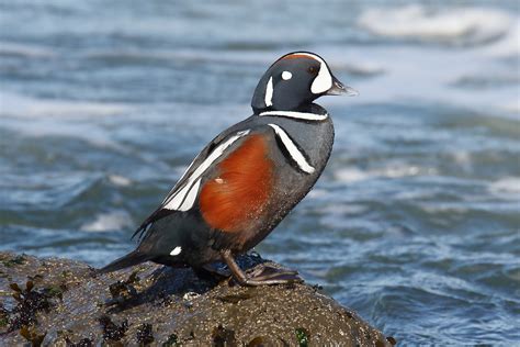 Harlequin Duck | Oregon Birding Association