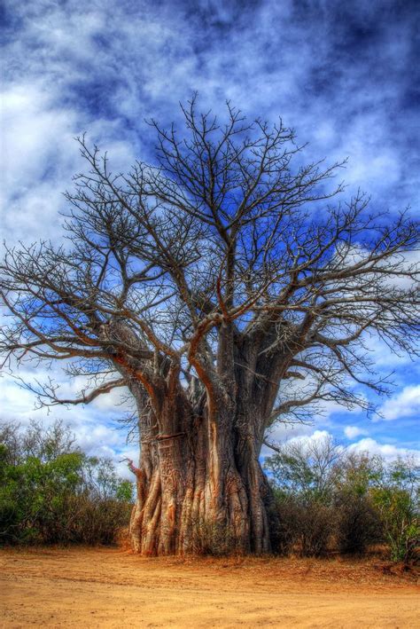 Boabab tree | Fotografía de árboles, Naturaleza, Hermosos paisajes