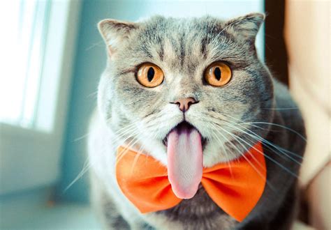 A cat with an unusually long tongue has become an online sensation - Mirror Online