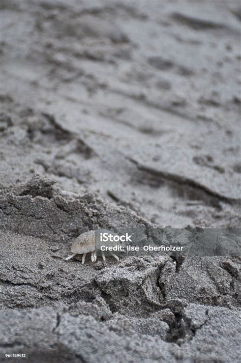 Sand Lice On Beach Stock Photo - Download Image Now - Animal, Animal Wildlife, Beach - iStock