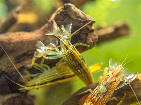 LARGE Bamboo Shrimp (Atyopsis spinipes) aka Singapore Flower Shrimp