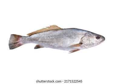 891 Fresh Seafood At Egypt Images, Stock Photos & Vectors | Shutterstock