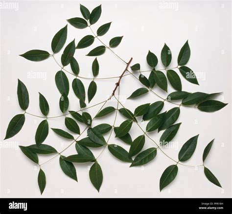 Swietenia mahagoni (West Indies Mahogany), leaves Stock Photo - Alamy