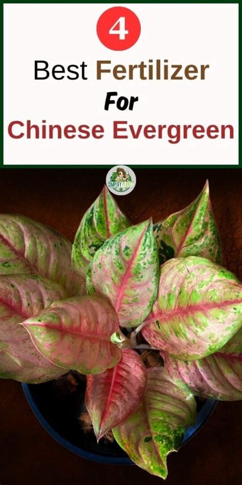 Should I Fertilize My Chinese Evergreen? (How Often+Best Fertilizer For Aglaonema) » Simplify Plants