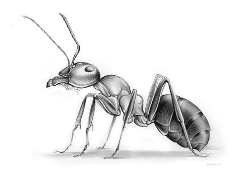 Pin by moussa on insectes | Ant art, Ant drawings, Insect art