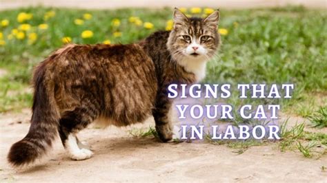 ᐉ Signs Cat Going into Labor: How to Tell If Cat Is In Labor?