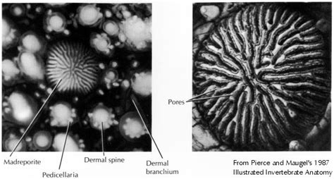 Texas Cretaceous Echinoderm Plate? Floating Crinoid? ID Help! - Fossil ID - The Fossil Forum