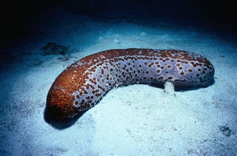 Facts About Sea Cucumbers