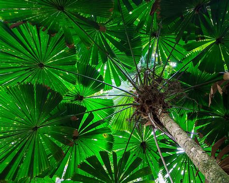 The Four Main Layers Of A Rainforest - WorldAtlas