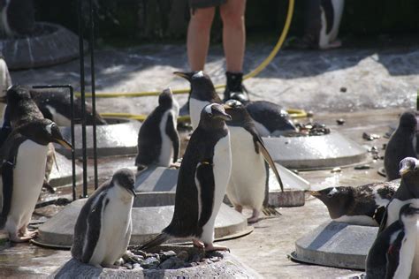 Edinburgh Zoo | EdinburghGuide.com