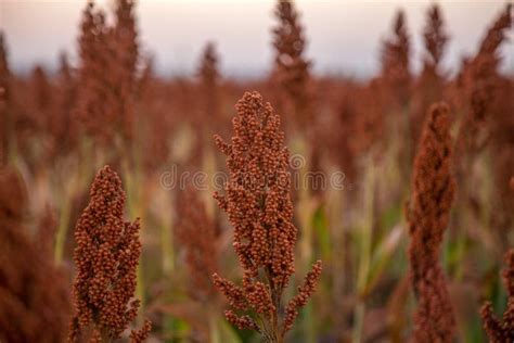 Sorghum Field Sunset Background Stock Photo - Image of field, healthy ...