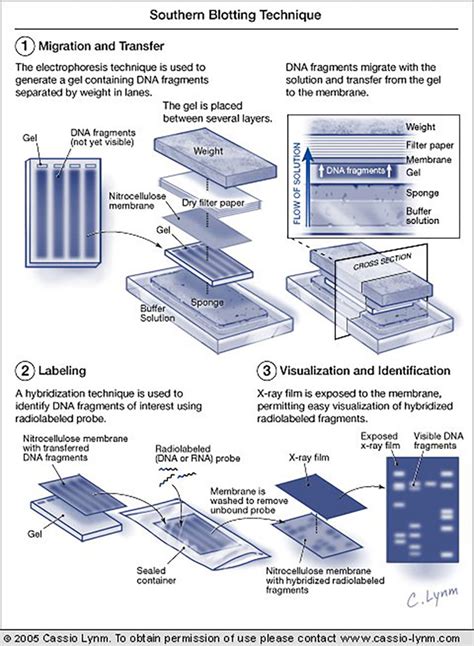 Southern blotting and DNA fingerprinting - Lasker Foundation