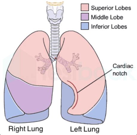 [Solved] How many lobes are found in human lungs