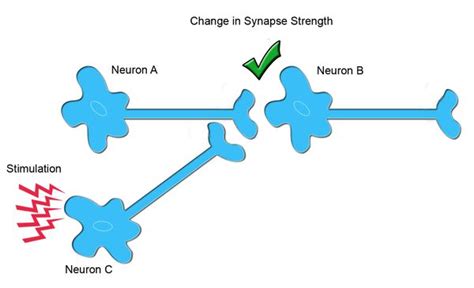 Interneurons - Physiopedia