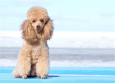 Miniature Poodle Dog Breed Health and Care | PetMD