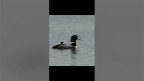 Common Loon Sound | Common Loon Bird Adult Calling Sound with Chick Baby Young Riding On Back ...