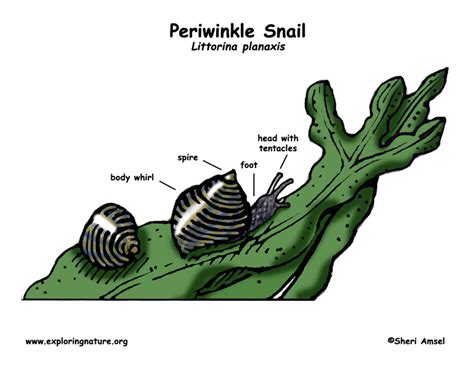 Periwinkle Snail