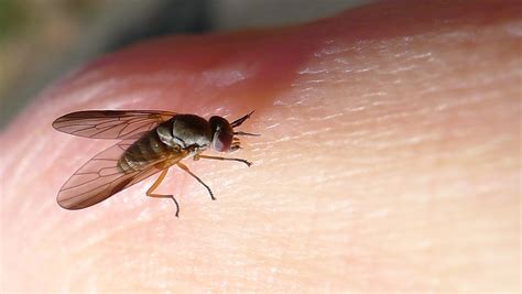 Biting Rhagionid fly | A biting fly, possibly a species of S… | Flickr