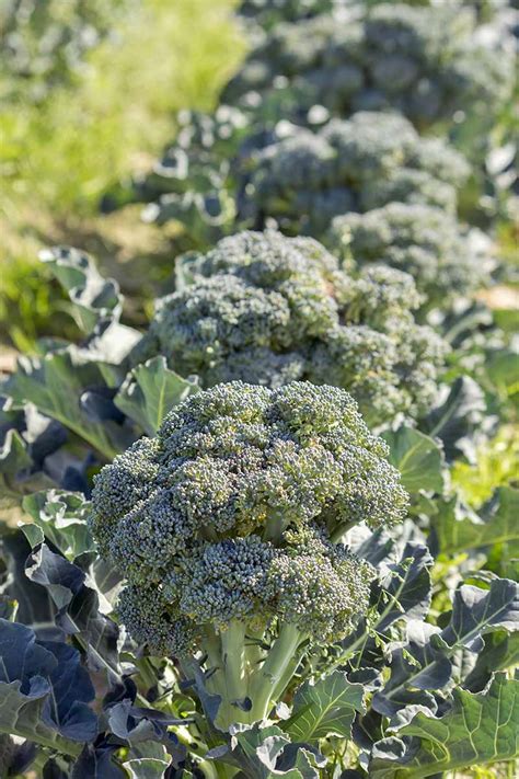 The 10 Best Broccoli Varieties to Grow at Home | Gardeners Path