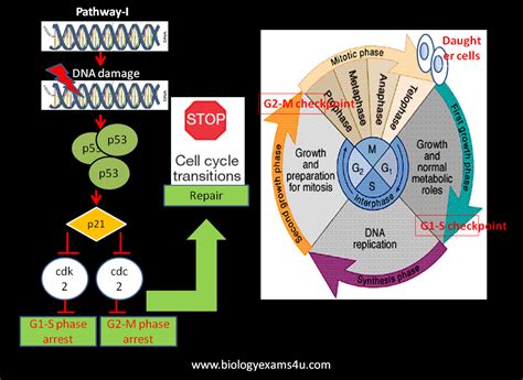 How p53 induces cell cycle arrest in DNA damaged cells?